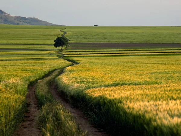 Landschaft Mit Wunderschönem Feld Frühling Dobrogea Rumänien — Stockfoto