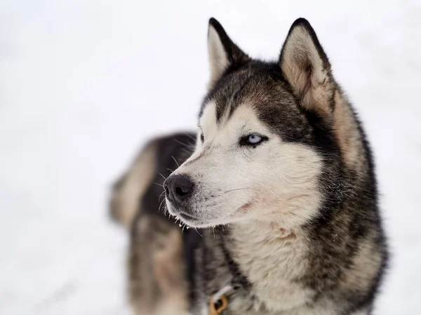 Sibiřský Husky Psa Portrét Venku Zimě — Stock fotografie