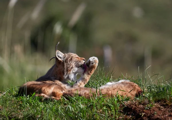 Lynx Eurasie Plein Air Animaux Sauvages Cachés Dans Habitat Naturel — Photo