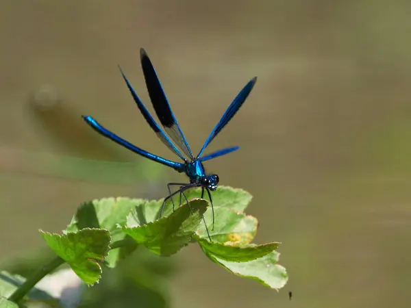 Libélula Livre Verão Coleopteres Splendens — Fotografia de Stock