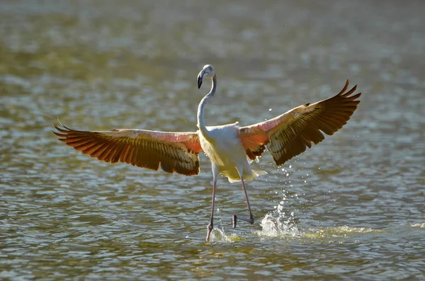 Uccelli Fenicottero Habitat Naturale — Foto Stock