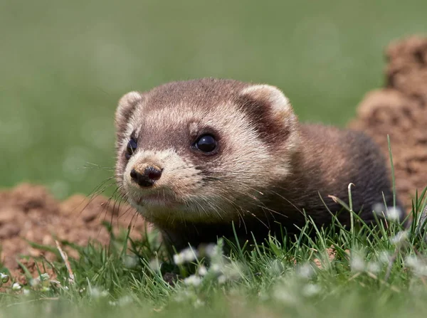 Steppe Weasels Masked Polecats Mustela Eversmanii Natural Habitat Dobrogea Roménia — Fotografia de Stock