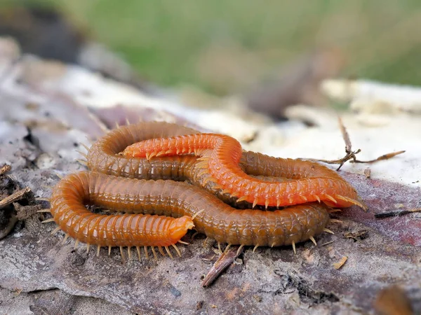 Millipedes Natural Habitat — Stock Photo, Image