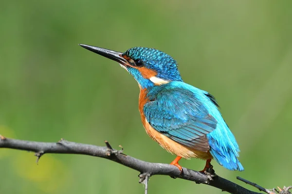 Kingfisher Alcedo Ατθίς Στο Φυσικό Περιβάλλον — Φωτογραφία Αρχείου