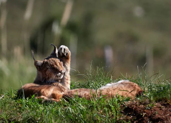 Eurasian Lynx Utomhus Vilda Djur Gömda Naturen Livsmiljö Lodjur — Stockfoto
