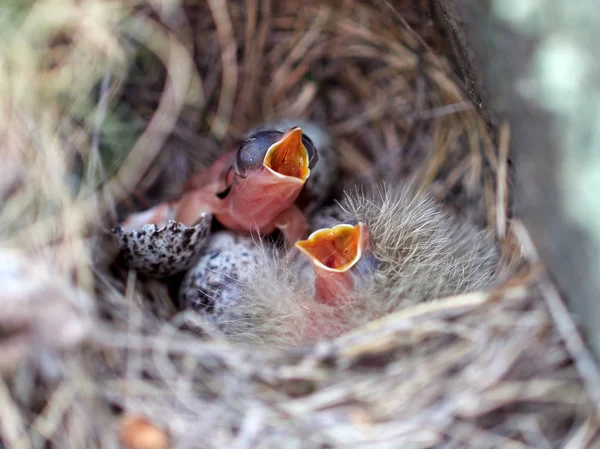 bird chicks in the nest in spring