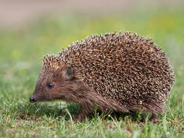 Hérisson Européen Erinaceus Europaeus Dans Habitat Naturel — Photo