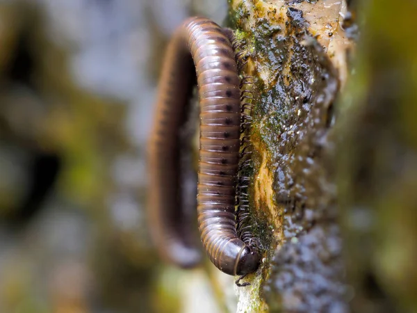 Millipedes Natural Habitat — Stock Photo, Image