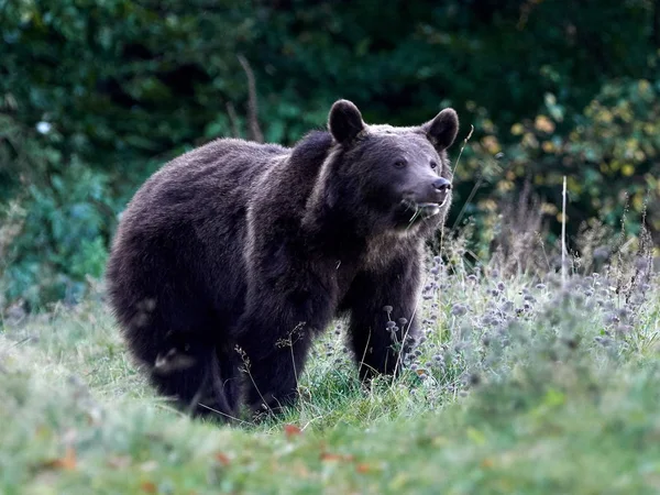 Urso Pardo Eurasiático Ursus Arctos Arctos Também Conhecido Como Urso — Fotografia de Stock