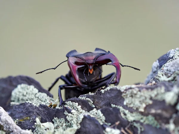 Coléoptère Cerf Lucanus Cervus Dans Habitat Naturel — Photo