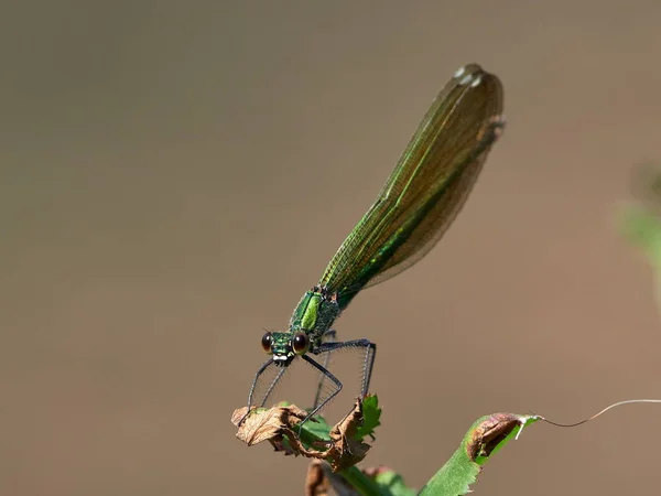 Libélula Livre Verão Coleopteres Splendens — Fotografia de Stock