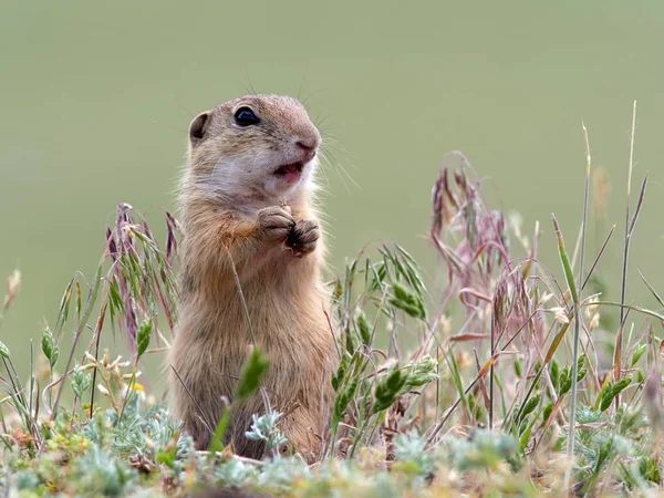 Suseł Moręgowany Naturalnym Środowisku Spermophilus Citellus — Zdjęcie stockowe