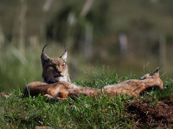 Lynx Eurasie Plein Air Animaux Sauvages Cachés Dans Habitat Naturel — Photo