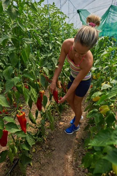 若い女性狩り夏の庭で新鮮な野菜を笑顔 — ストック写真