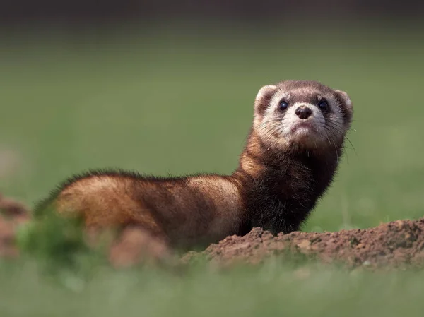 Steppe Weasels Masked Polecats Mustela Eversmanii Natural Habitat Dobrogea Romania — Stock Photo, Image