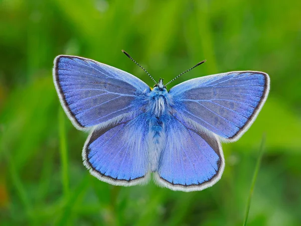 Πεταλούδα Στο Φυσικό Περιβάλλον Άνοιξη Plebejus Argus — Φωτογραφία Αρχείου