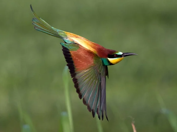 Vlha Pestrá Merops Apiaster Přirozeném Prostředí — Stock fotografie