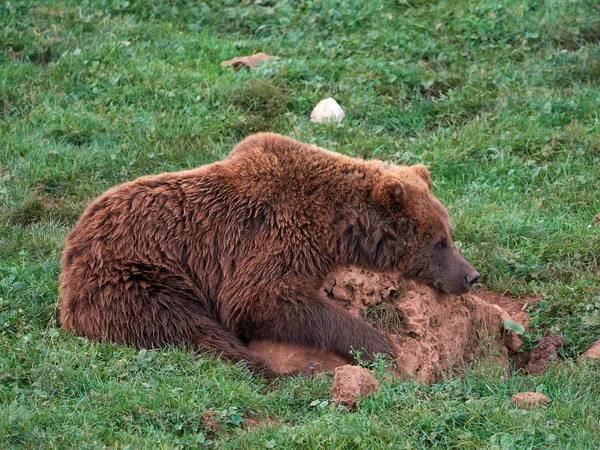 Eurasian Brown Bear Ursus Arctos Arctos Also Known European Brown — Stock Photo, Image