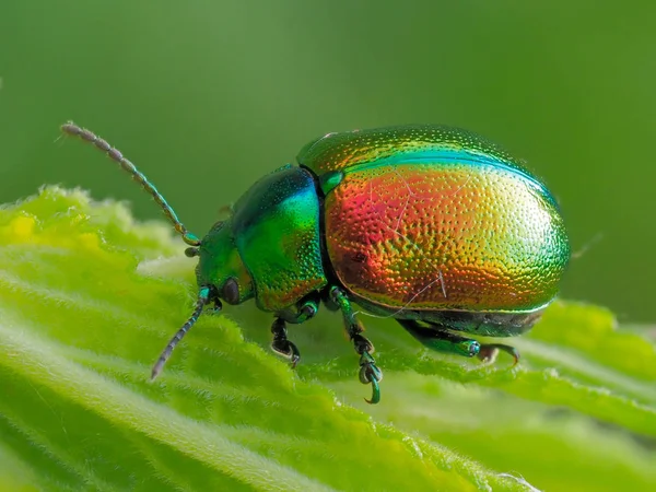 Kleurrijke Bug Blad Cryptocephalus Sericeus — Stockfoto