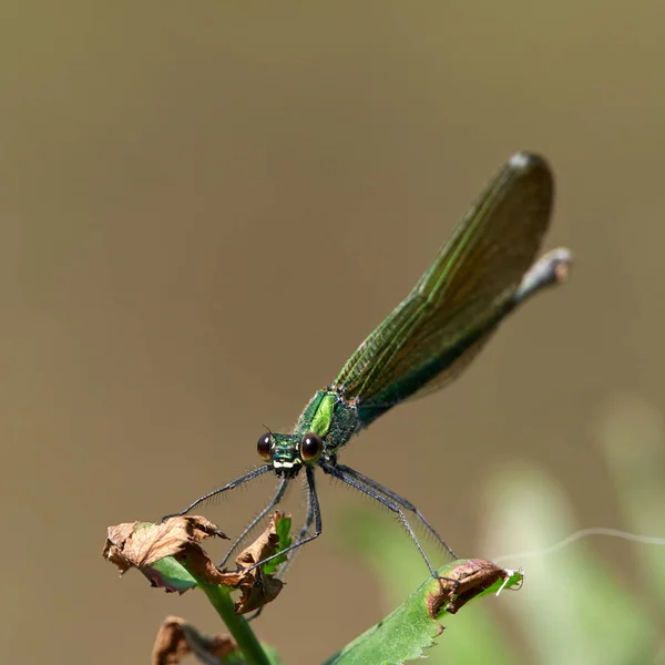 Dragonfly Outdoor Summer Coleopteres Splendens — Stock Photo, Image