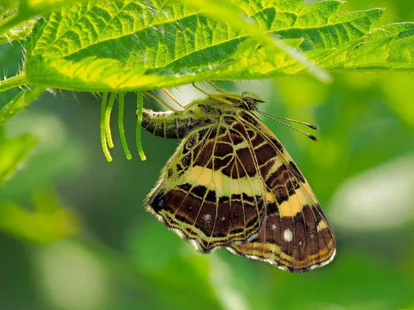 Όμορφη Πεταλούδα Κάθεται Στα Φύλλα Ωραίο Μακροσκοπικό Πλάνο Αυτή Πεταλούδα — Φωτογραφία Αρχείου