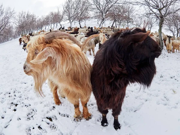 Cabras Domésticas Aire Libre Invierno — Foto de Stock