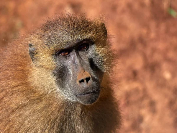 Funny Monkey Portrait Background — Stock Photo, Image