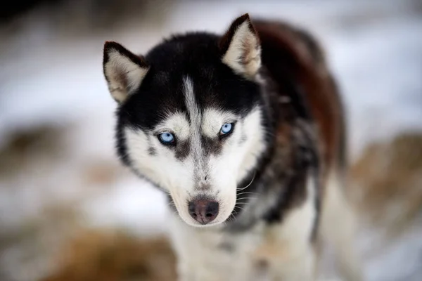Siberische Husky Hond Portret Buiten Winter — Stockfoto