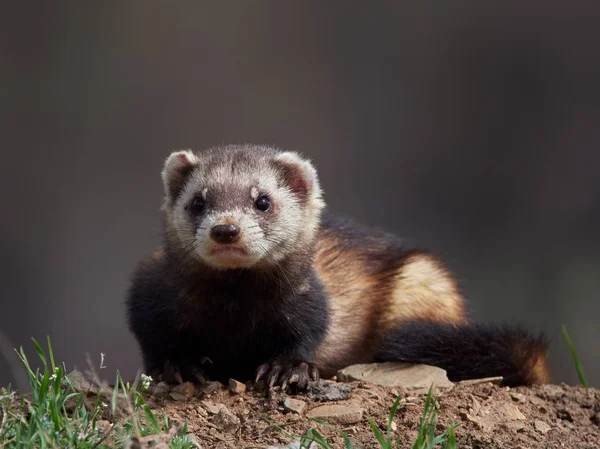 Musppe Musang Atau Masked Polecats Mustela Eversmanii Habitat Alami Dobrogea — Stok Foto