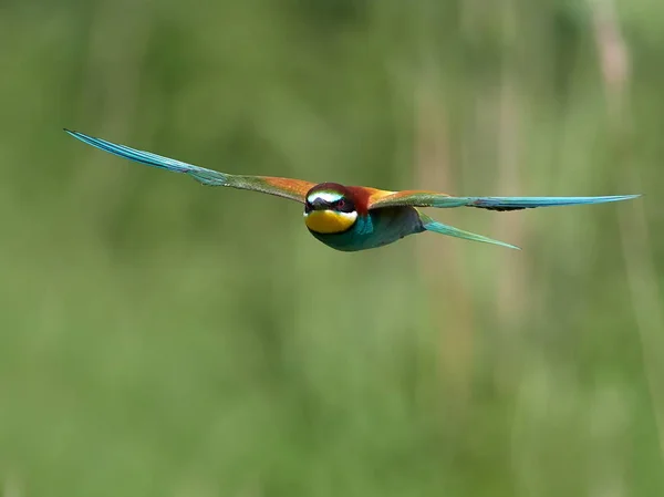 Vlha Pestrá Merops Apiaster Přirozeném Prostředí — Stock fotografie