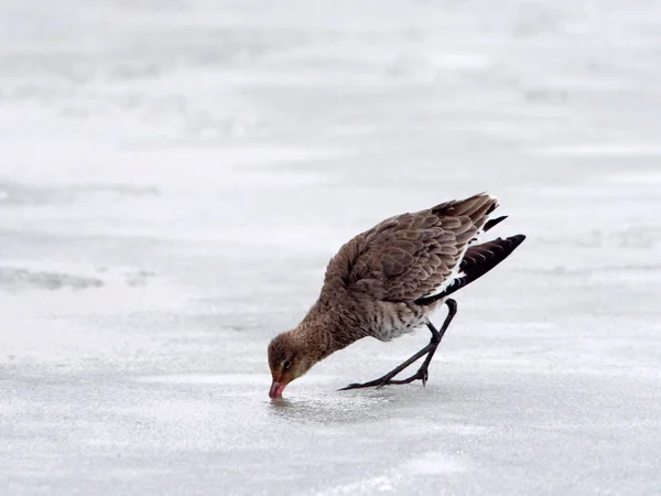 Black Tailed Godwit Limosa Limosa Danube Delta Winter — Stok fotoğraf