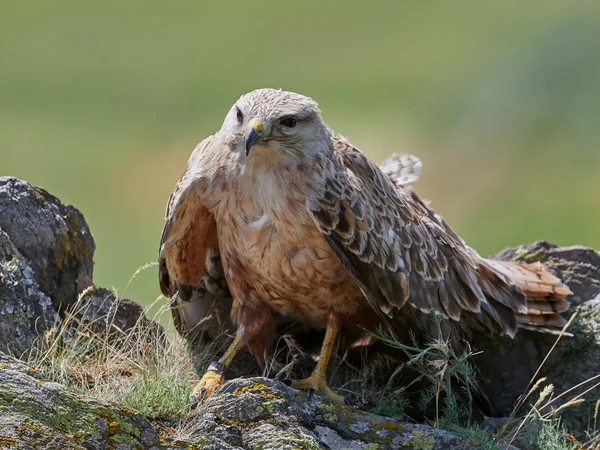 Drachen Auf Felsen Buteo Rufinus — Stockfoto