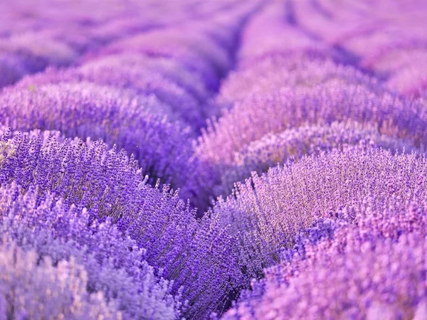 Lavendel Veld Zomer — Stockfoto