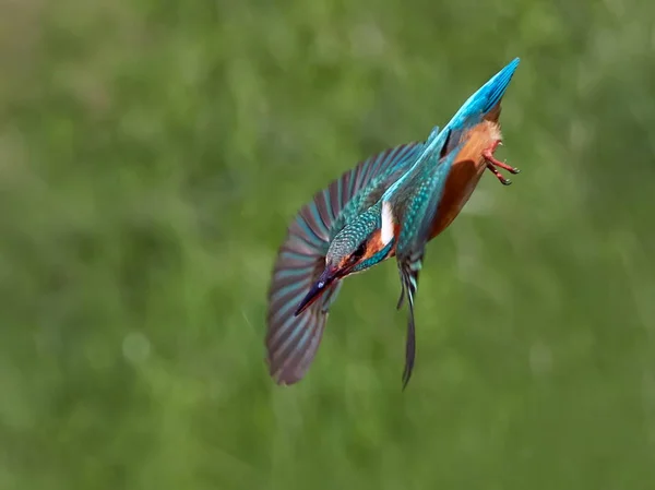 Kingfisher Alcedo Atthis Природному Середовищі Існування — стокове фото