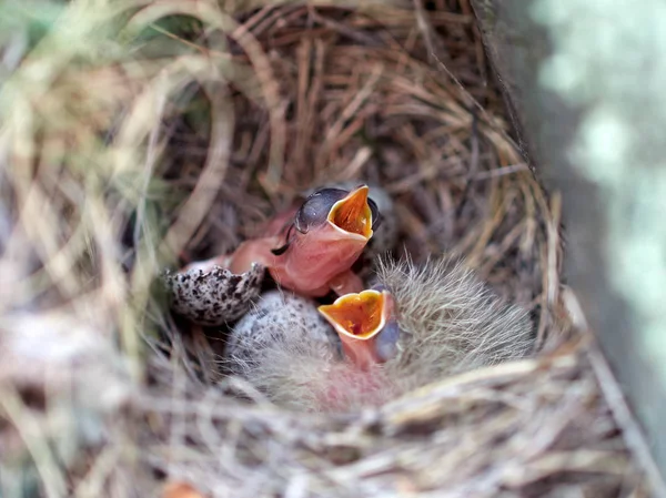 Птенцы Птиц Гнезде Весной — стоковое фото