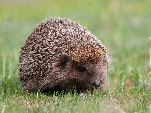 Riccio Europeo Erinaceus Europaeus Nell Habitat Natuirale — Foto Stock