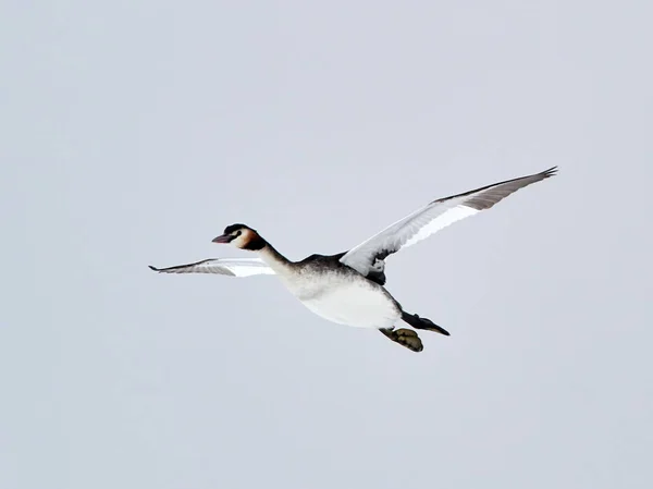 Aves Acuáticas Vuelo Podiceps Cristatus — Foto de Stock