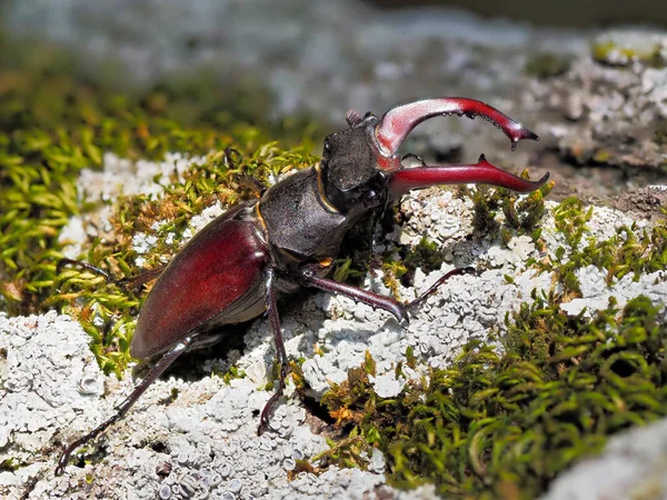 Coléoptère Cerf Lucanus Cervus Dans Habitat Naturel — Photo