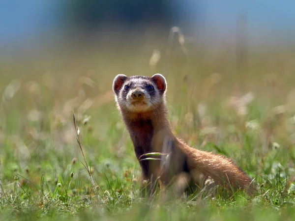 Steppe Polécat Mustela Eversmanii Dans Habitat Naturel — Photo