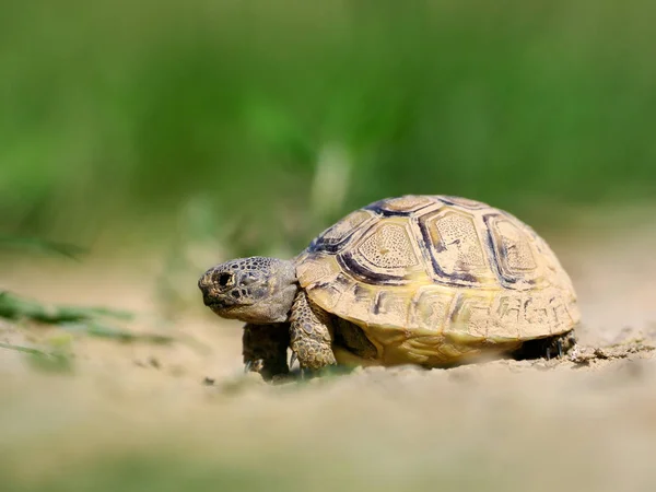 Špičatá Želva Testudo Graeca Přírodním Prostředí — Stock fotografie