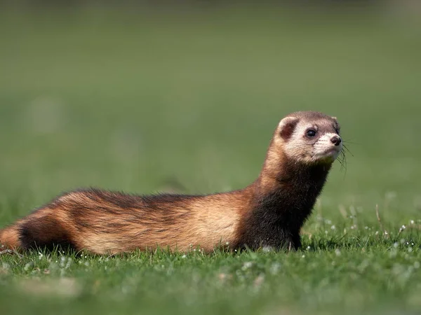 Steppe Weasels Masked Polecats Mustela Eversmanii Natural Habitat Dobrogea Roménia — Fotografia de Stock