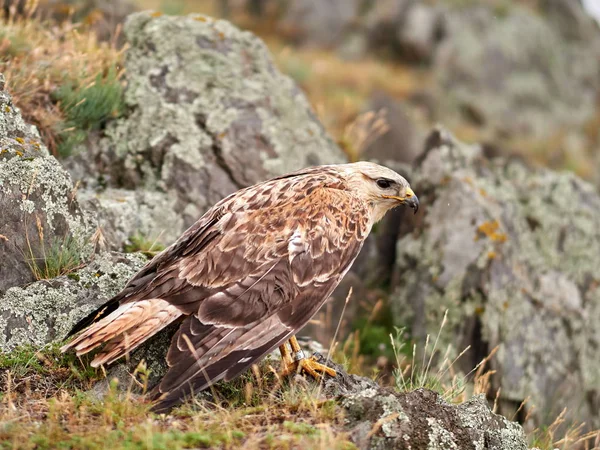 Кайт Покоится Скале Buteo Rufinus — стоковое фото