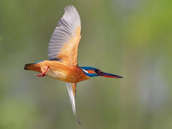 Kingfisher Alcedo Atthis Естественной Среде Обитания — стоковое фото
