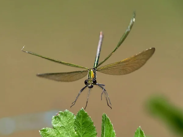 Dragonfly Utomhus Sommaren Coleopteres Splendens — Stockfoto