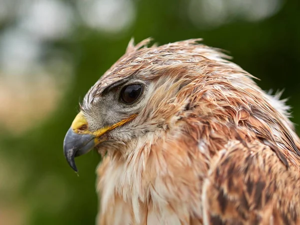 Cerf Volant Reposant Sur Roche Buteo Rufinus — Photo