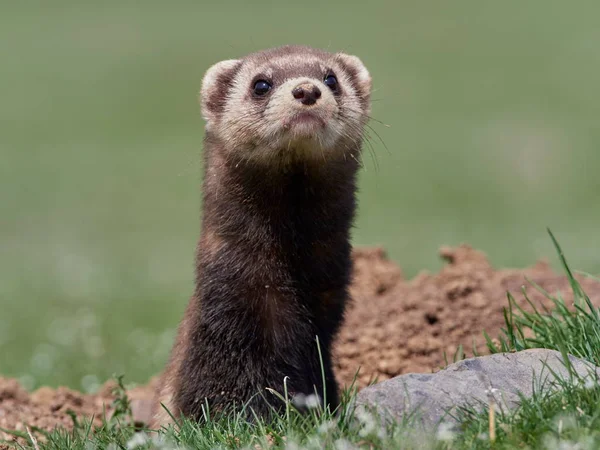 Steppe Weasels Masked Polecats Mustela Eversmanii Natural Habitat Dobrogea Roménia — Fotografia de Stock