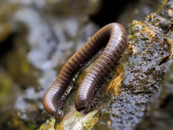 Millipedes Natural Habitat — Stock Photo, Image