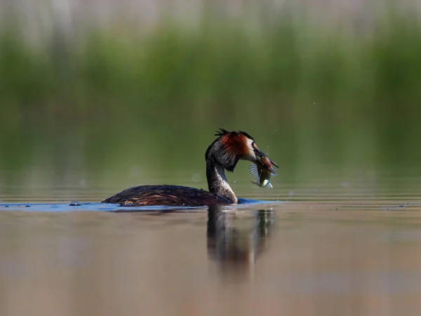 Pájaro Acuático Lago Podiceps Cristatus — Foto de Stock