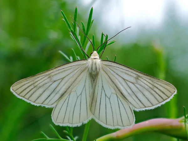 白い蛾蝶の生息地 — ストック写真
