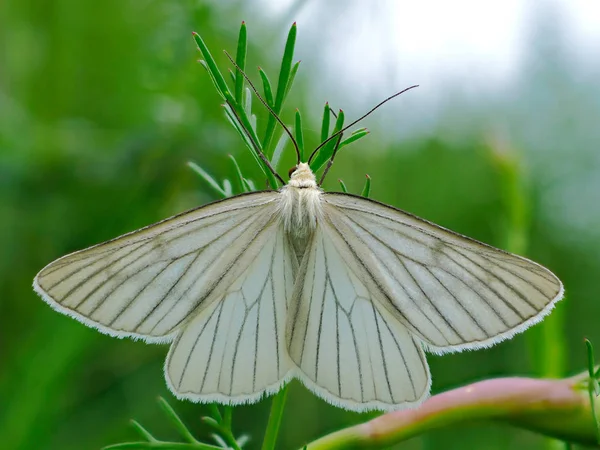 Papillon Nuit Papillon Nuit Habitat Innaturel — Photo